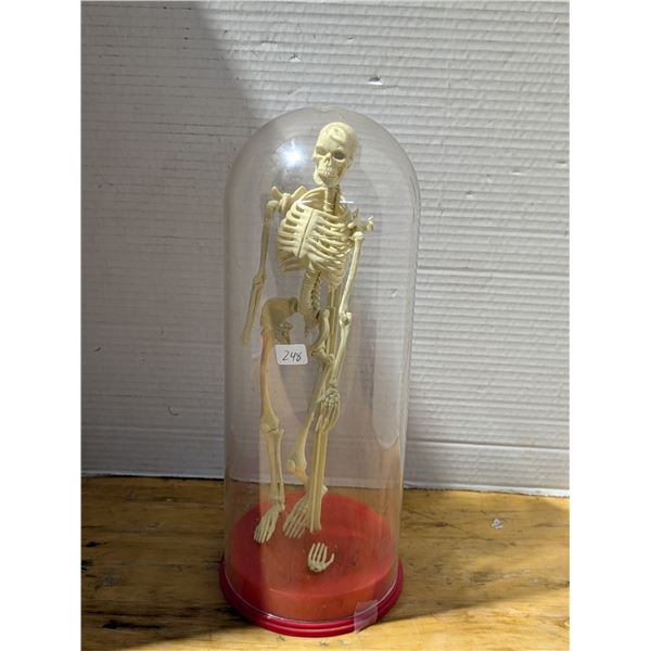 Vintage Skeleton In Container (Hand fell off) 12"