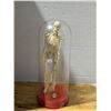 Image 1 : Vintage Skeleton In Container (Hand fell off) 12"