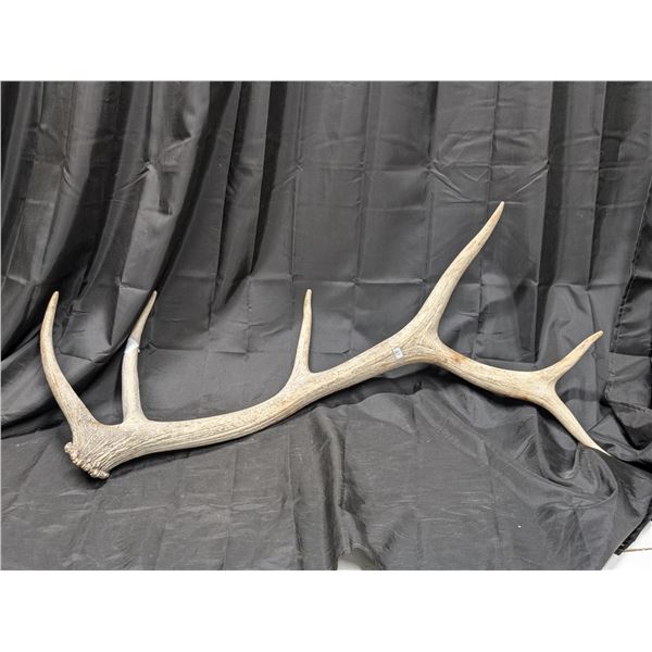 Large 6 Point Bull Elk Antler Dropped Shed