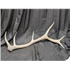 Image 1 : Large 6 Point Bull Elk Antler Dropped Shed