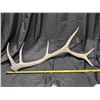 Image 2 : Large 6 Point Bull Elk Antler Dropped Shed