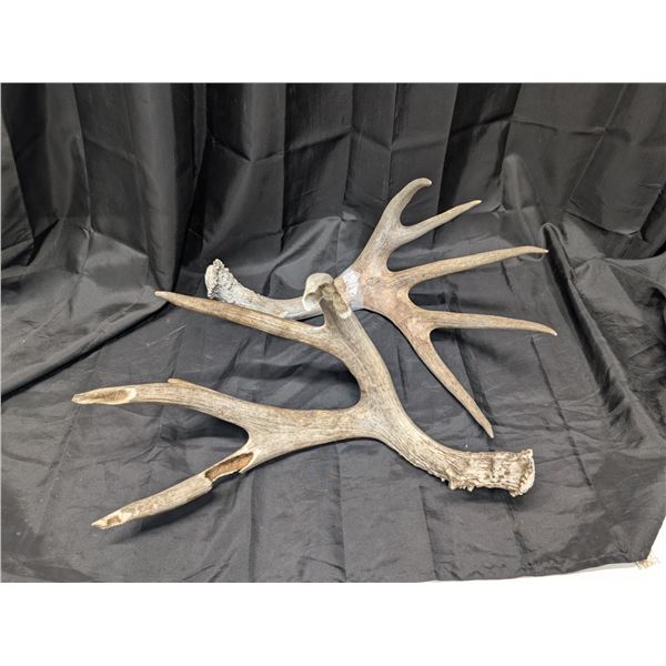 2 Very Large Matching Set Deer Antlers (One Chewed On)