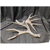 Image 1 : 2 Very Large Matching Set Deer Antlers (One Chewed On)