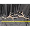 Image 2 : 2 Very Large Matching Set Deer Antlers (One Chewed On)