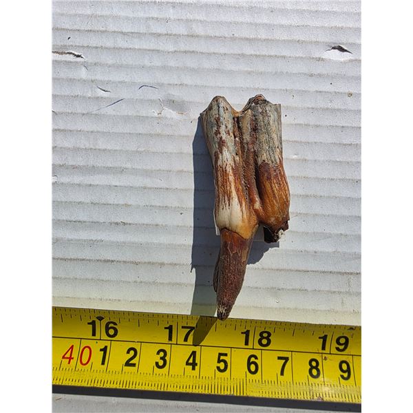 petrified tooth- possible steppe bison