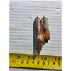 Image 1 : petrified tooth- possible steppe bison