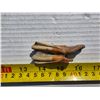 Image 3 : petrified tooth- possible steppe bison
