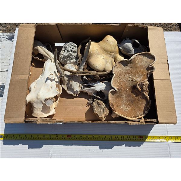 Animal bones and petrified items