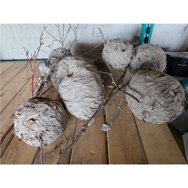 9 wasps nests