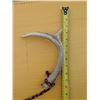 Image 7 : (2) Folding Knives (1) Folding Saw w/ Sheath an (1) Set of rattling Antlers
