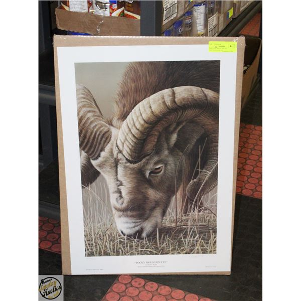 WILDLIFE PRINT - ROCKY MOUNTAIN EYE BY