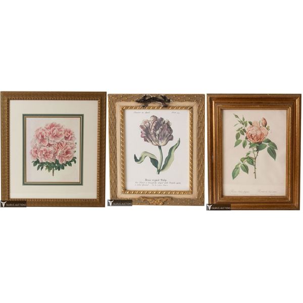 Three Antique Botanical Engravings