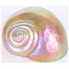 Image 1 : CARL RADKE PHEONIX STUDIO ART GLASS SHELL