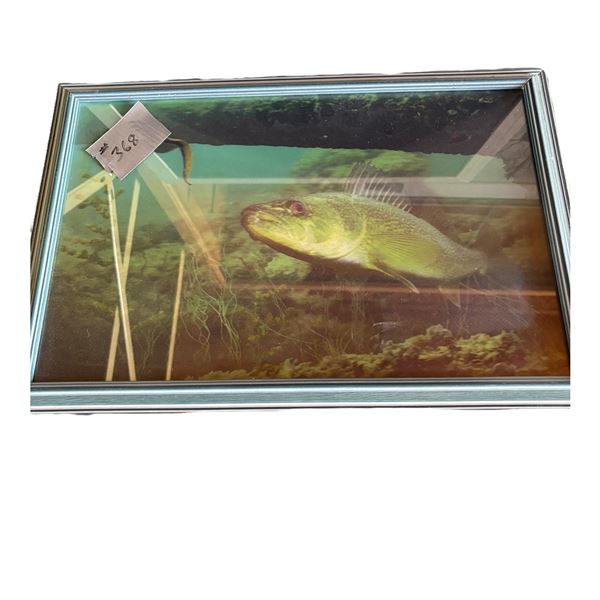FRAMED 3D FISH PHOTO A