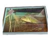 Image 1 : FRAMED 3D FISH PHOTO A