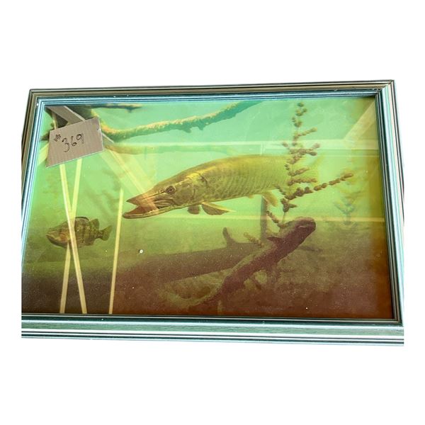 FRAMED 3D FISH PHOTO B