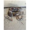 Image 1 : Petrified Wood