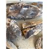Image 2 : Petrified Wood