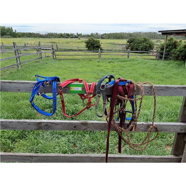 (4) Halters for Mini's with Rope(s)