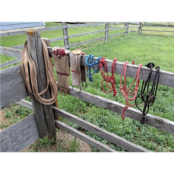 (4) Rope Halters for Mini's, (2) Cinches, Lunge Line