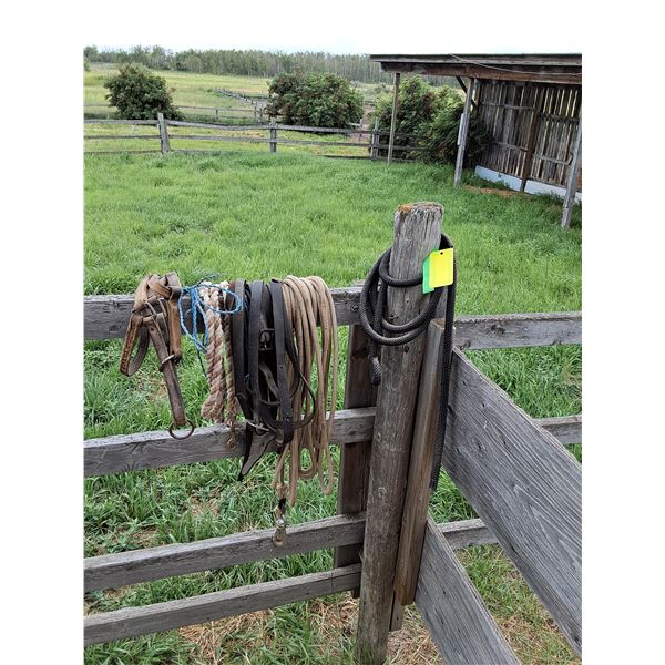 Miscellaneous Mini Reins and Leads