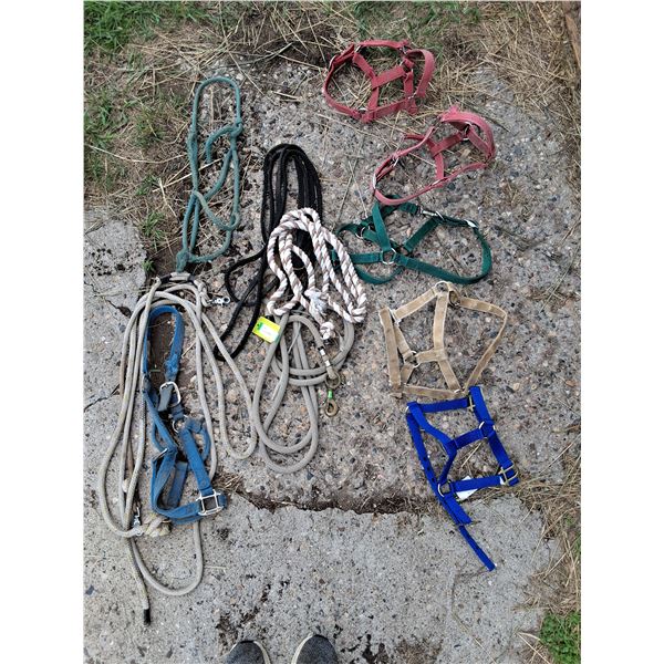 (7) Halters for Mini's (4) Ropes
