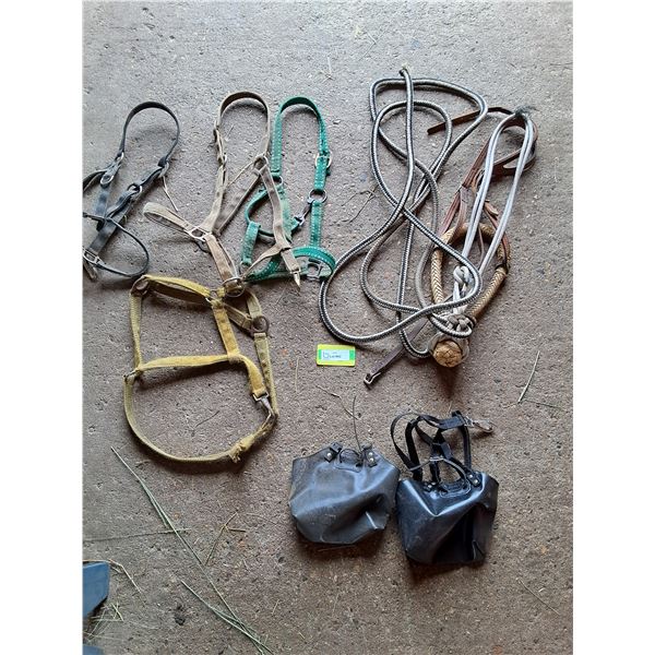 (2) Mini Horse Diapers, (4) Halters, Hackamore