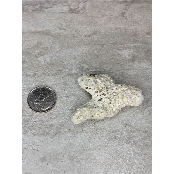 White Coral Fragment
