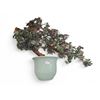 Image 1 : Vintage Jade Plant