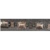 Image 7 : NAVAJO CONCHO BELT