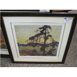 Limited Edition Print 142/3750 "the Jack Pine"