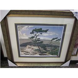 Framed Limited Edition Print 322/795 "white Pine"