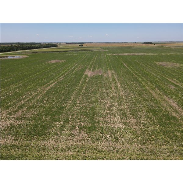 148+/- Acres of Stafford Co, KS Dryland
