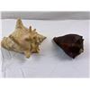 Image 1 : Conch Shells