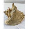 Image 2 : Conch Shells