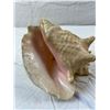 Image 3 : Conch Shells
