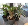 Image 1 : 5pc Potted Plants