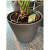 Image 2 : 5pc Potted Plants