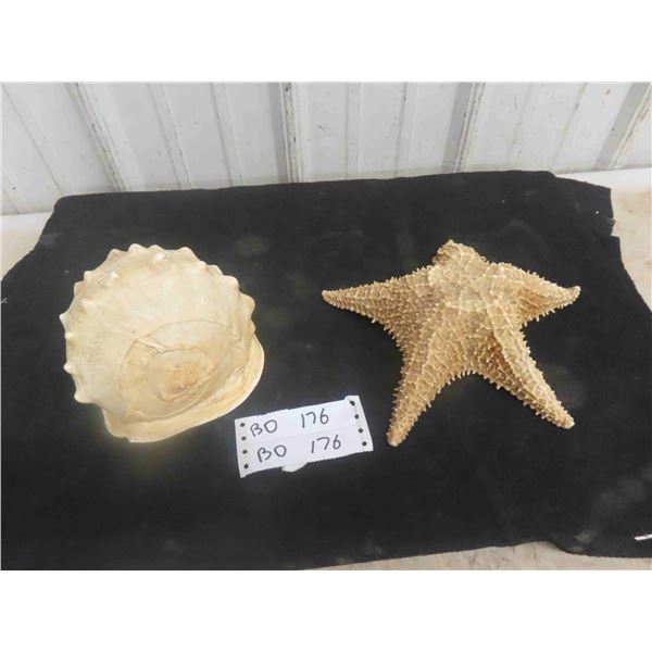 Large Vintage Queen Helmet Conch Shell and Starfish Shell