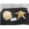 Image 1 : Large Vintage Queen Helmet Conch Shell and Starfish Shell