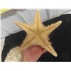 Image 3 : Large Vintage Queen Helmet Conch Shell and Starfish Shell