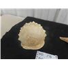 Image 4 : Large Vintage Queen Helmet Conch Shell and Starfish Shell