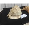 Image 5 : Large Vintage Queen Helmet Conch Shell and Starfish Shell