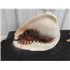 Image 6 : Large Vintage Queen Helmet Conch Shell and Starfish Shell