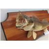 Image 2 : Walleye 23" Long Mounted on  Wood Plaque 