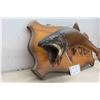 Image 2 : 23 Lake Trout On Solid Wood 12x22