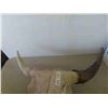 Image 2 : Buffalo Skull 