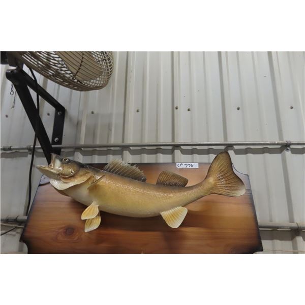 Mounted Walleye 28" Long