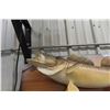Image 2 : Mounted Walleye 28" Long