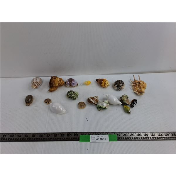 Lot of (17) Sea Shells